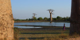 The Avenue of the Baobabs