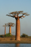 The Avenue of the Baobabs