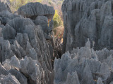 View of the limestone karst at Great Tsingy