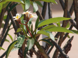 A flowering shrub at Morondava airport