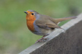 Robin, Baillieston, Glasgow