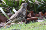 Mistle Thrush, Kelvingrove Park, Glasgow