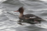 Red-breasted Merganser (female), Gourock, Clyde