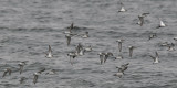 Dunlin, Gourock, Clyde