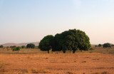 Mango trees between Toliar and Zombitse