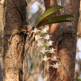Flowering orchid at Zombitse NP