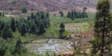 Terraced paddy fields in Isalo NP