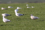 Iceland Gull with Herring Gulls, Machrihanish, Argyll