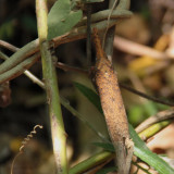 Some kind of Leaf Bug at Anja