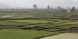 Rice paddy fields in the lowlands near Antsirabe