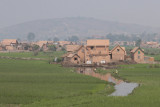 Paddy fields right in the town, Tana