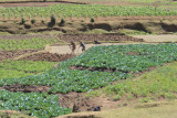 Vegetable plot near Antsirabe