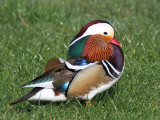 Mandarin Duck (male), Rowardennan-Loch Lomond, Clyde