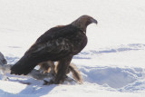 Golden Eagle, near Kuusamo, Finland