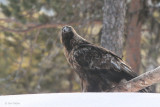 Golden Eagle, near Kuusamo, Finland