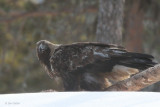 Golden Eagle, near Kuusamo, Finland