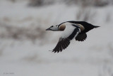 Stellers Eider, Batsfjord, Norway