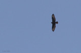 Bonellis Eagle, Iztuzu, Turkey