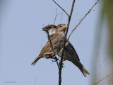 House Sparrow (adult & juvenile), Dalyan, Turkey