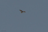 Short-toed Eagle, Iztuzu, Turkey