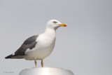 Lesser Black-backed Gull, Baillieston, Glasgow