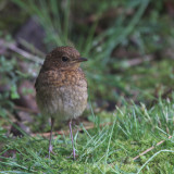 Robin (juvenile), Baillieston, Glasgow