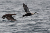 Common Eider, Batsfjord, Norway