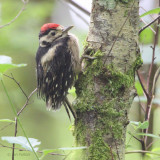 Great Spotted Woodpecker (juvenile), Ross Wood-Loch Lomond, Clyde