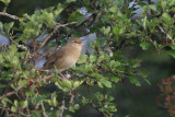 Grasshopper Warbler, Low Mains-Loch Lomond NNR, Clyde