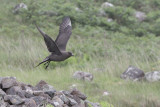 Arctic Skua, Handa, Highland