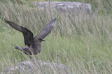 Arctic Skua, Handa, Highland