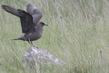 Arctic Skua, Handa, Highland