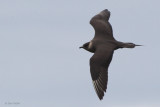 Arctic Skua, Handa, Highland