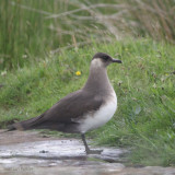 Arctic Skua, Handa, Highland