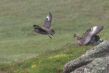 Great Skua, Handa, Highland