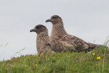 Great Skua, Handa, Highland