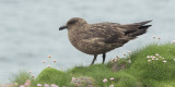 Great Skua, Handa, Highland