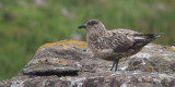 Great Skua, Handa, Highland