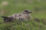 Great Skua, Handa, Highland