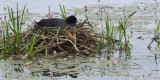 Coot, Hogganfield Loch, Glasgow