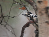 Great Spotted Woodpecker, Kaamanen, Finland