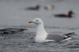 Herring Gull, Batsfjord, Norway