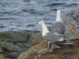 Herring Gull, Hornya, Norway