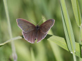 Ringlet, Aber Bog-RSPB Loch Lomond