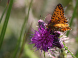 Small Pearl-bordered Fritillary, Kilpatrick Hills