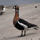 Red-breasted Goose, Strathclyde Loch, Clyde