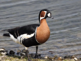 Red-breasted Goose, Strathclyde Loch, Clyde