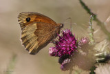 Meadow Brown, Kilpatrick Hills