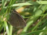 Ringlet, Kilpatrick HIlls