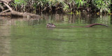 Otter, River Clyde at Barons Haugh